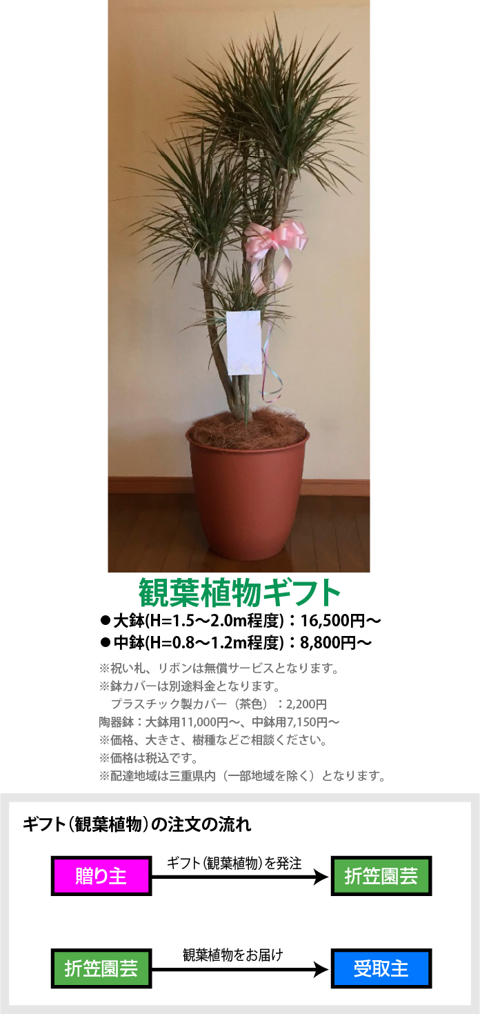 観葉植物ギフト